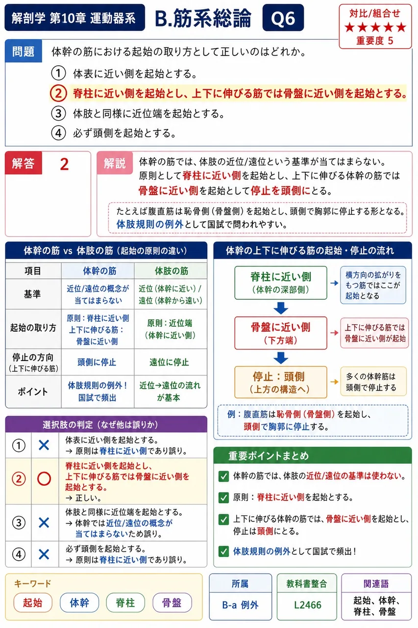 体幹の筋における起始の取り方として正しいのはどれか。 解説図