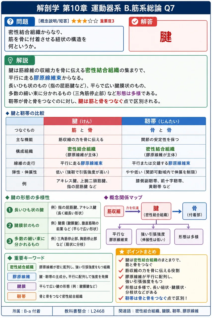密性結合組織からなり、筋を骨に付着させる紐状の構造を何というか。 解説図