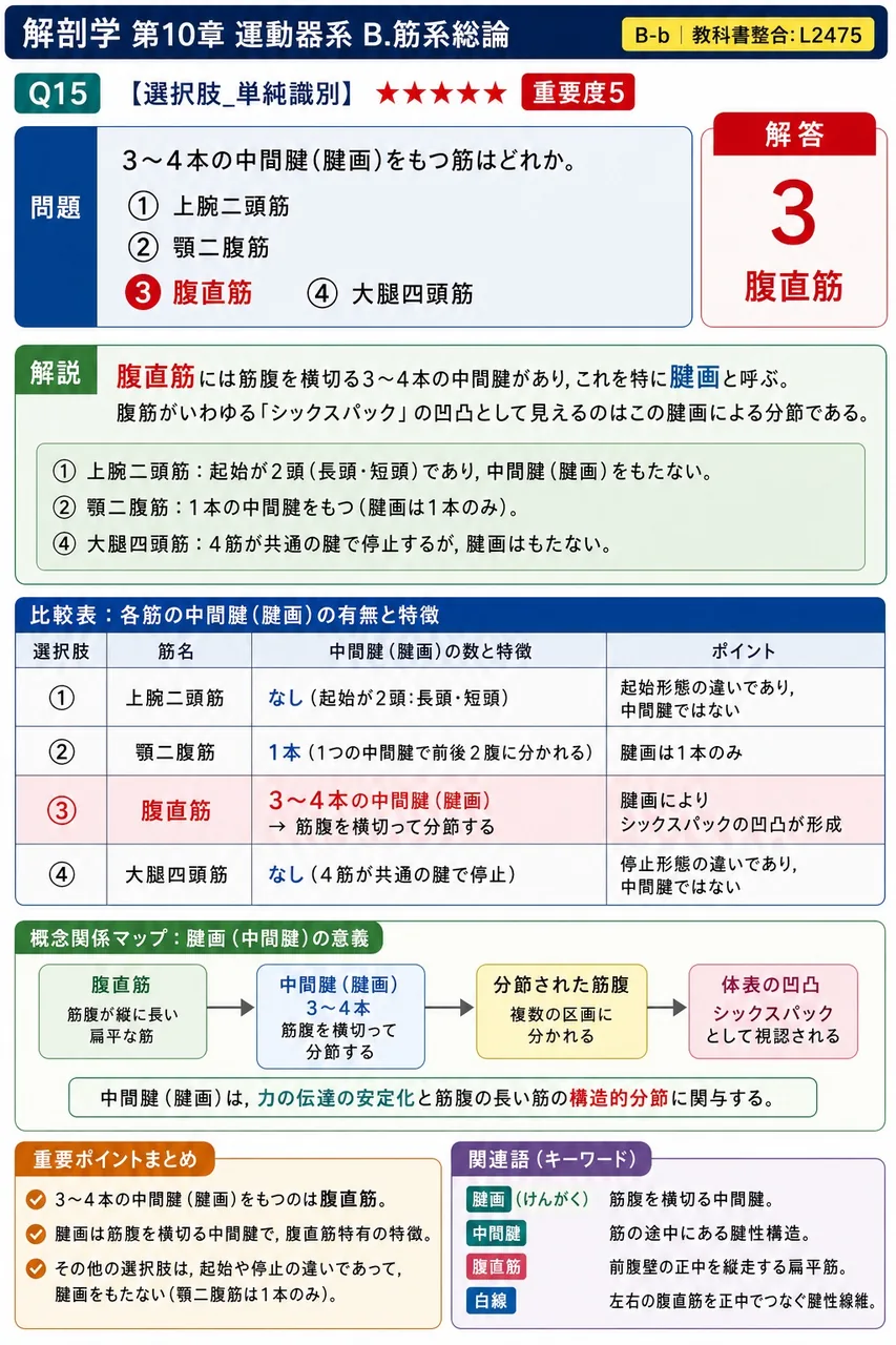 3〜4本の中間腱(腱画)をもつ筋はどれか。 解説図