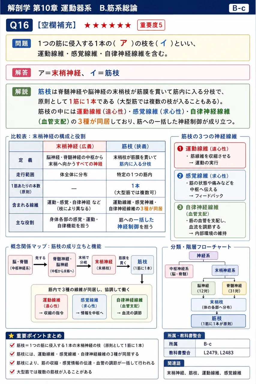 1つの筋に侵入する1本の( ア )の枝を( イ )といい、運動線維・感覚線維・自律神経線維を含む。 解説図
