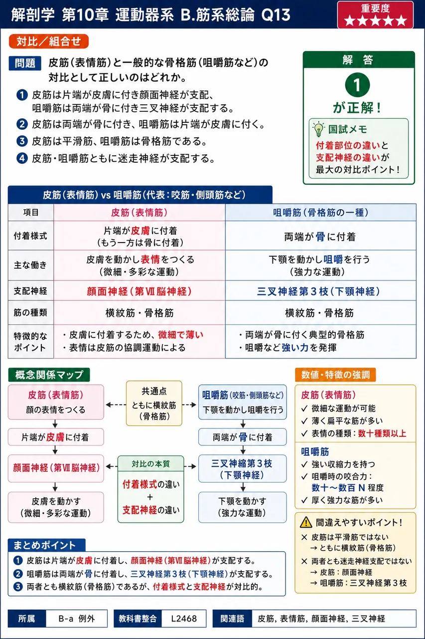 筋の形態について正しいのはどれか。 解説図