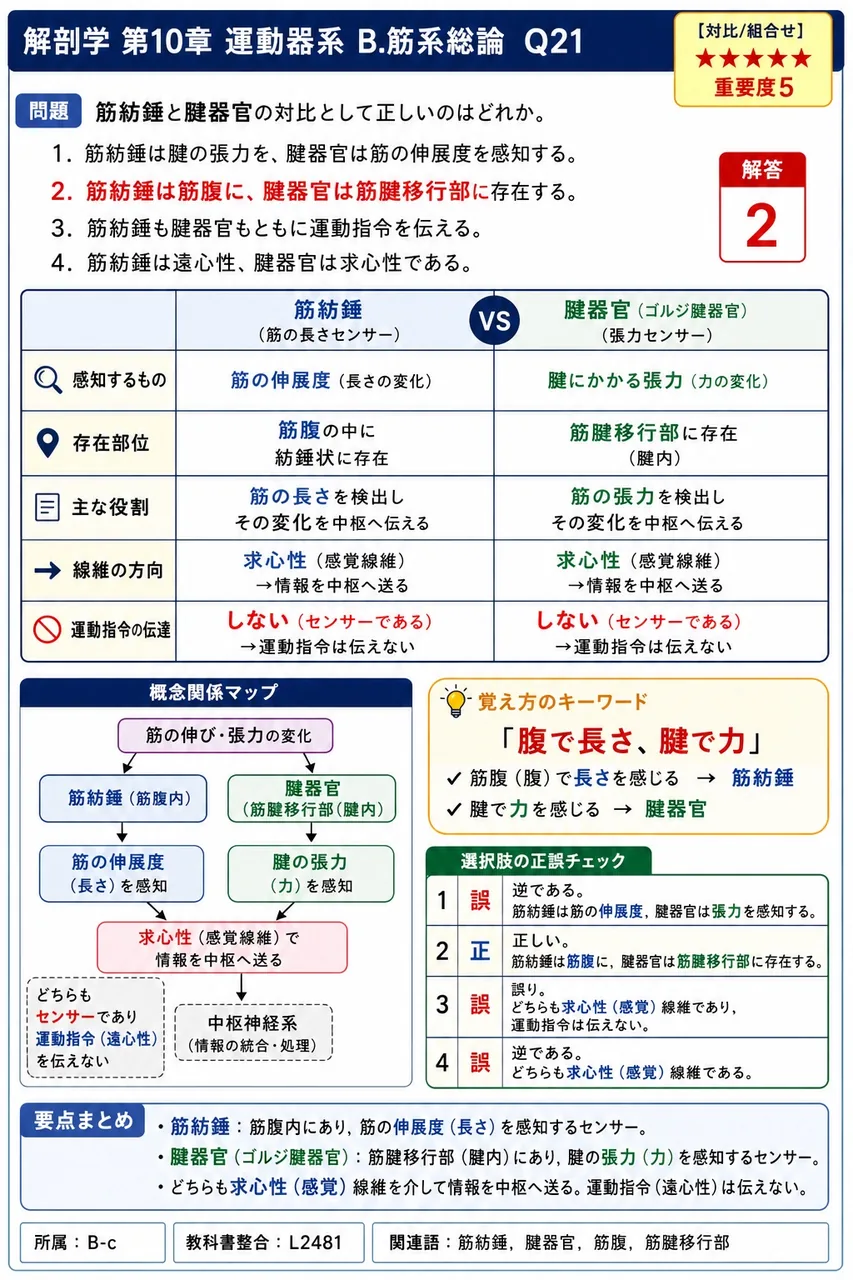 筋紡錘と腱器官の対比として正しいのはどれか。 解説図