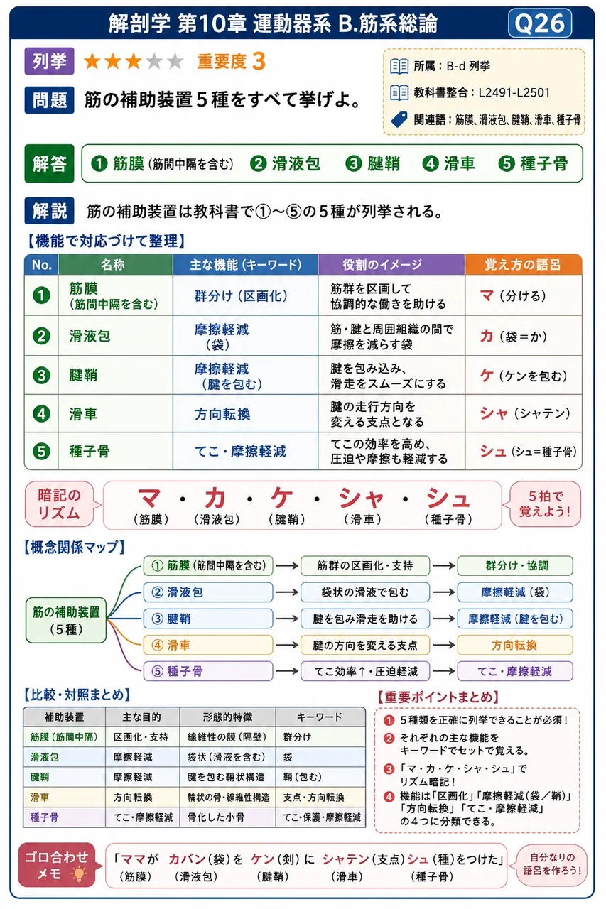 筋の補助装置5種をすべて挙げよ。 解説図