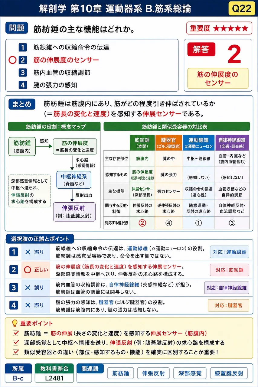 腱の作用方向を変える「滑車」を利用する代表的な筋はどれか。 解説図