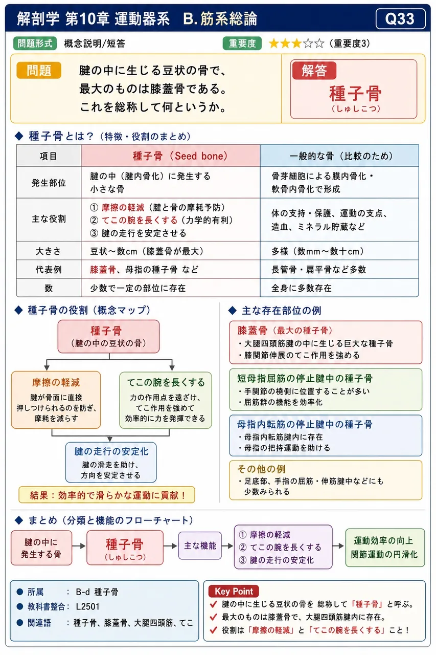 腱の中に生じる豆状の骨で、最大のものは膝蓋骨である。これを総称して何というか。 解説図