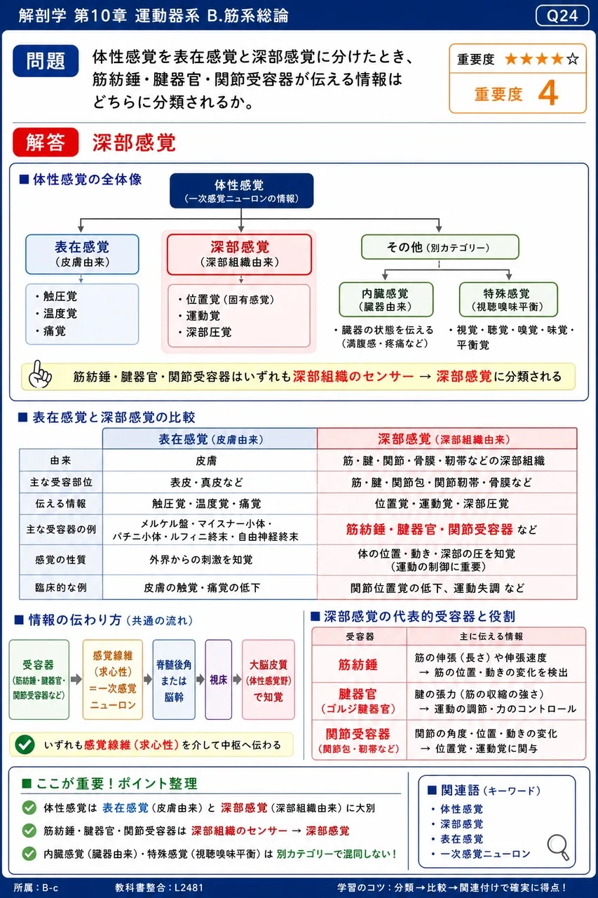 種子骨が見られる筋の組合せとして正しいのはどれか。 解説図