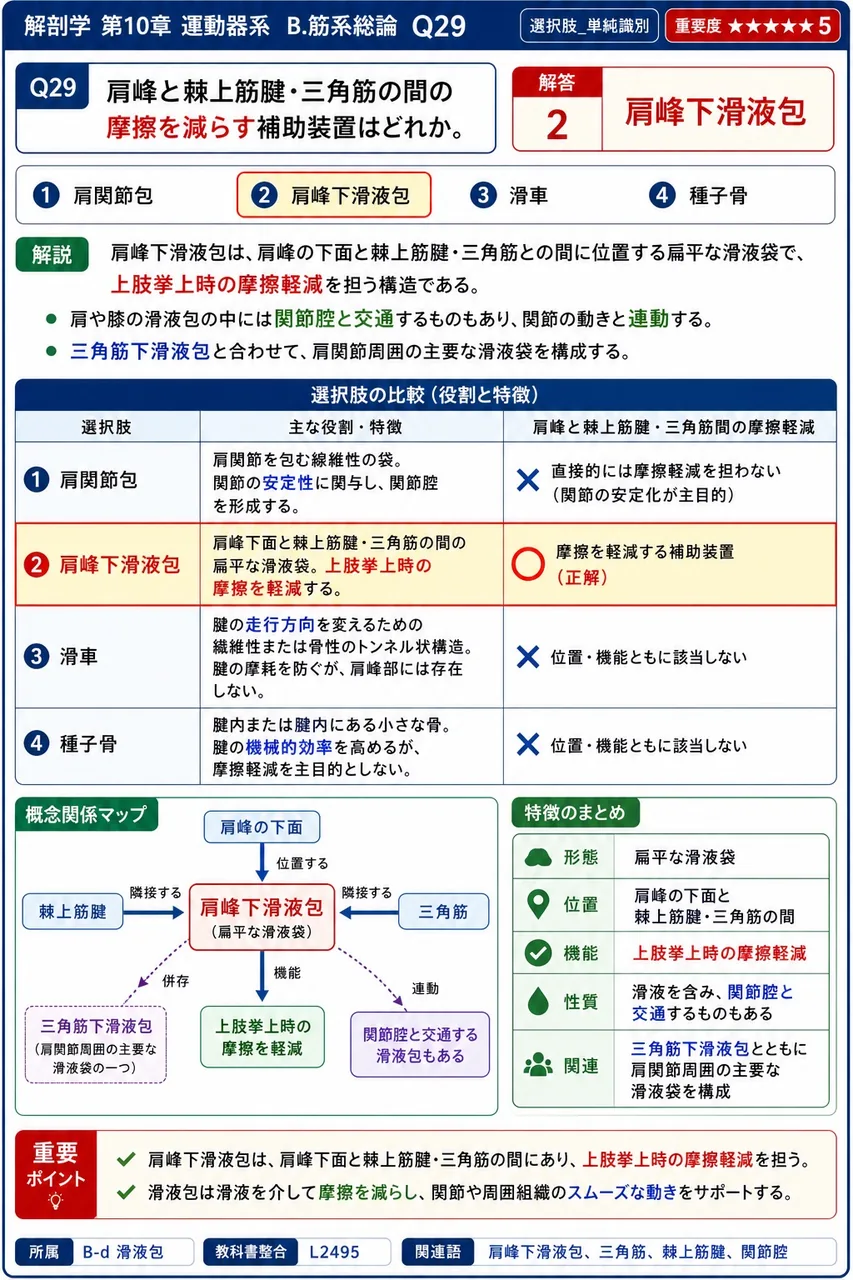 前腕の骨間膜の主な役割として正しいのはどれか。 解説図
