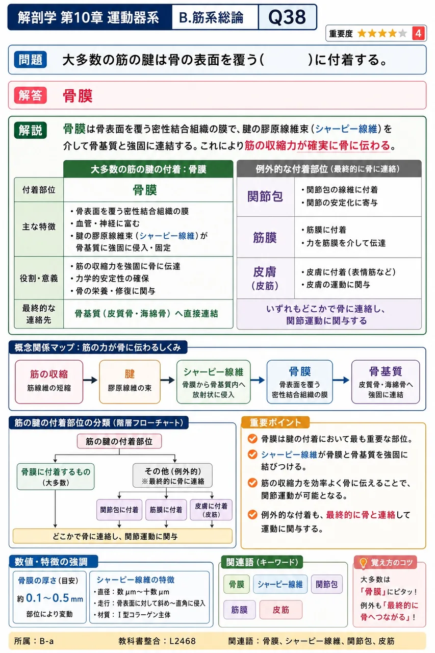 脊柱の屈曲・伸展に対し、解剖学では脊柱に固有の用語として何が使われるか。最も適切なものを選べ。 解説図