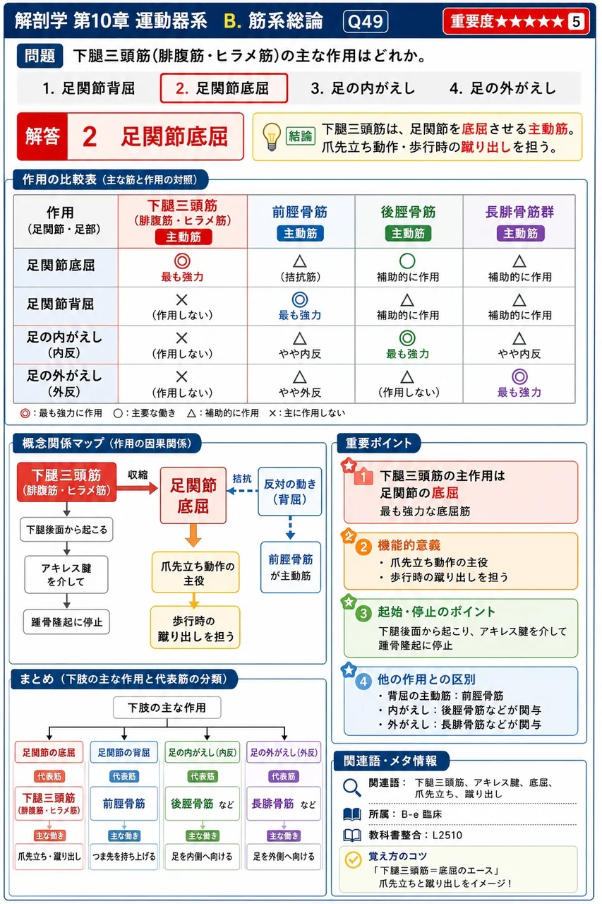 下腿三頭筋(腓腹筋・ヒラメ筋)の主な作用はどれか。 解説図