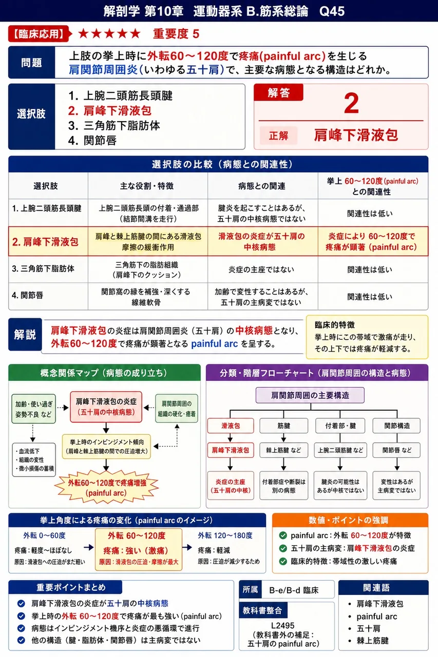 頸髄高位(C3〜C5)の損傷で麻痺が問題となる呼吸筋はどれか。 解説図