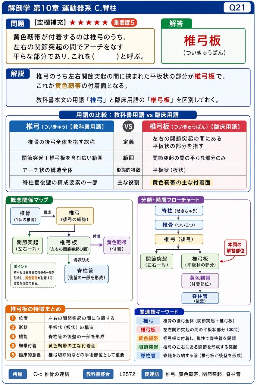 椎骨の種類とその個数の組合せで誤っているのはどれか。 解説図