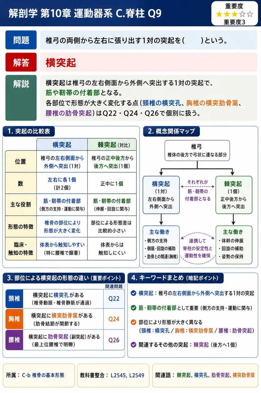 椎弓の両側から左右に張り出す1対の突起を( )という。 解説図