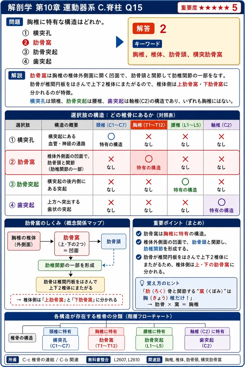 胸椎に特有な構造はどれか。 解説図