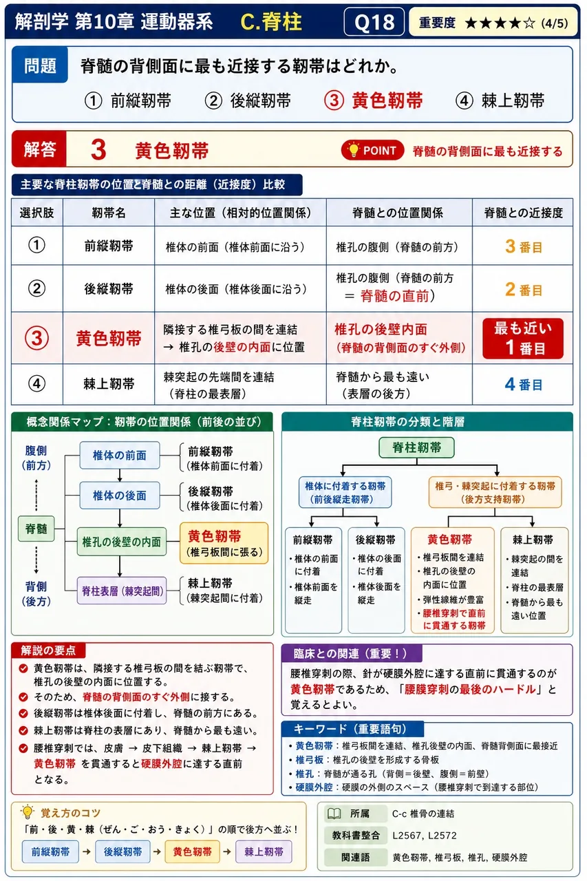 個々の椎孔が縦に連結してできる空間で、内部に脊髄を収める構造を何というか。 解説図