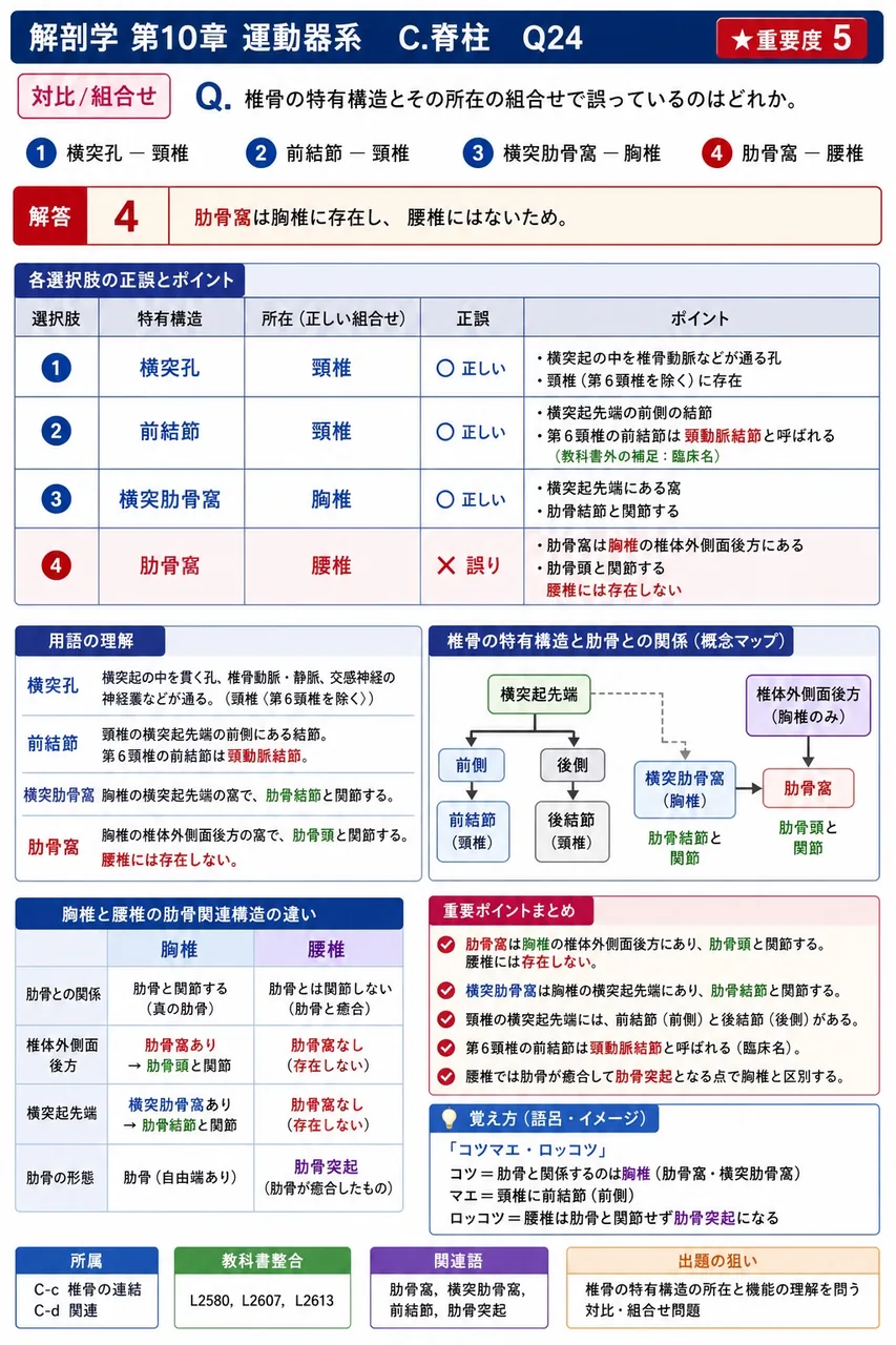 環椎前弓内面にある凹面で、軸椎歯突起と接して正中環軸関節を形成する部位を何というか。 解説図