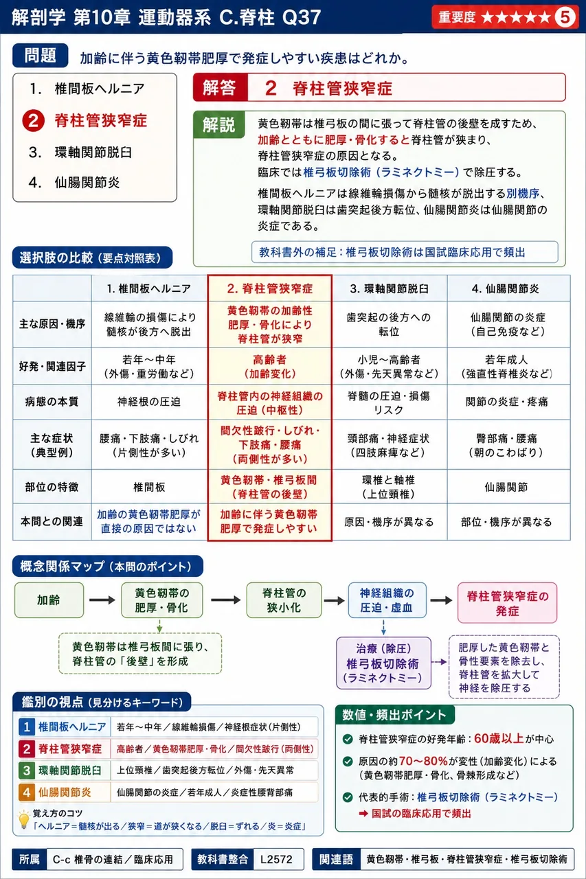 加齢に伴う黄色靭帯肥厚で発症しやすい疾患はどれか。 解説図
