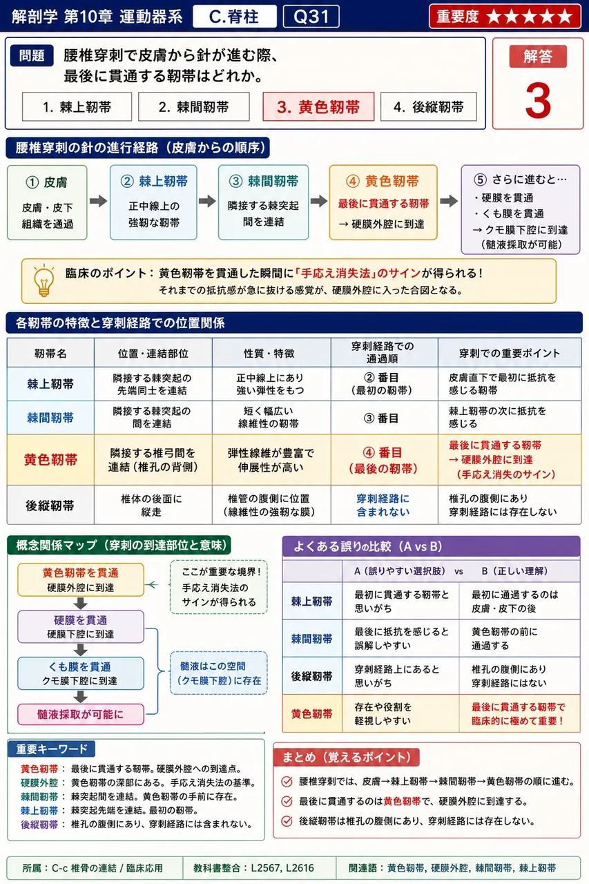 成人では( )個の仙椎が癒合して1個の仙骨となる。 解説図