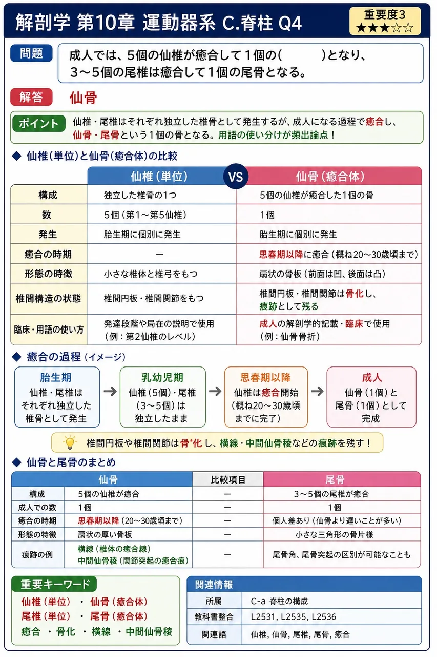 仙骨下端の尖った部分で、尾骨と関節する部位を何というか。 解説図