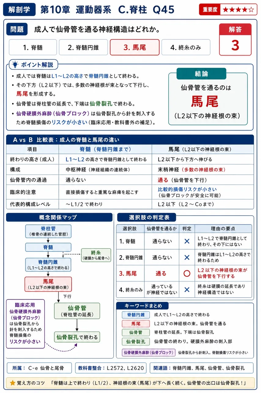 成人で仙骨管を通る神経構造はどれか。 解説図