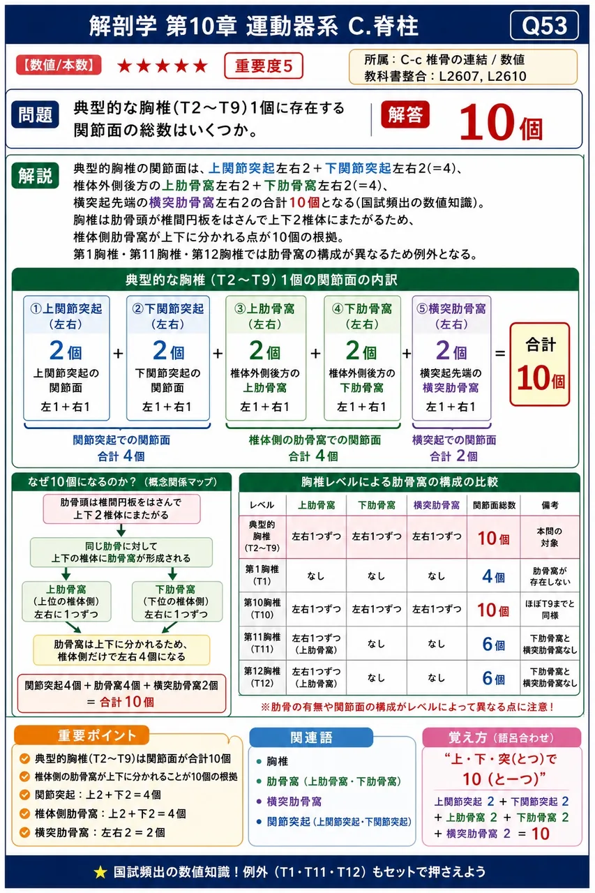 典型的な胸椎(T2〜T9)1個に存在する関節面の総数はいくつか。 解説図