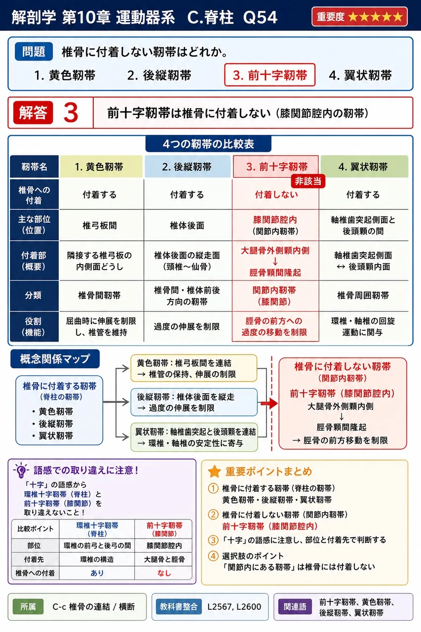 椎骨に付着しない靭帯はどれか。 解説図