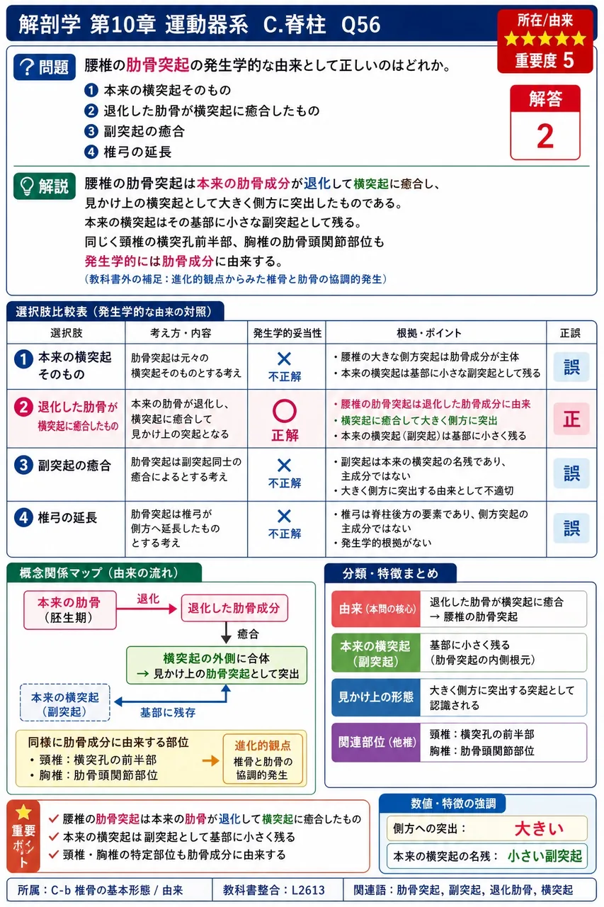 腰椎の肋骨突起の発生学的な由来として正しいのはどれか。 解説図