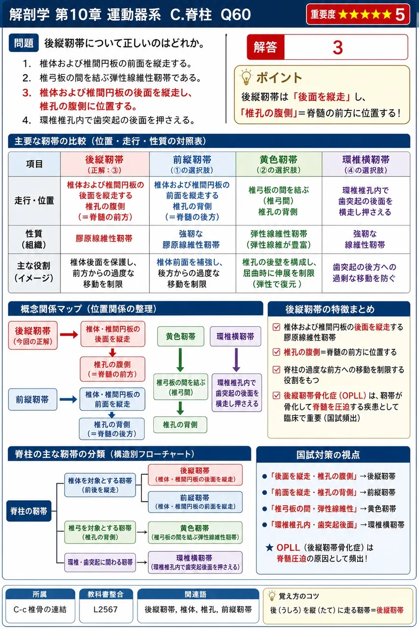 後縦靭帯について正しいのはどれか。 解説図