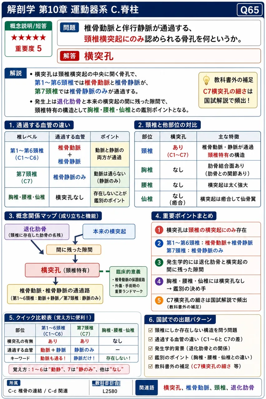 椎骨動脈と伴行静脈が通過する、頸椎横突起にのみ認められる骨孔を何というか。 解説図