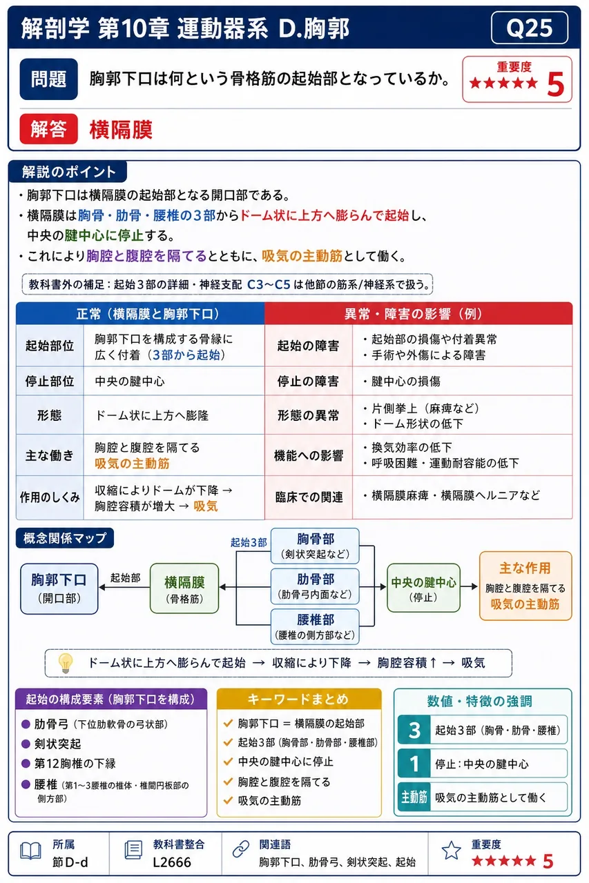 胸骨柄の上縁正中にある単一のくぼみの名称を答えよ。 解説図