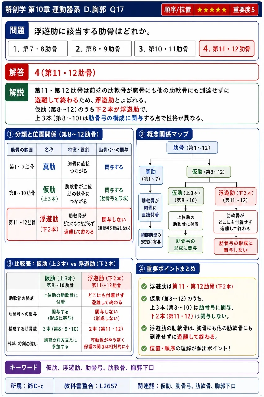 浮遊肋に**該当する**肋骨はどれか。 解説図