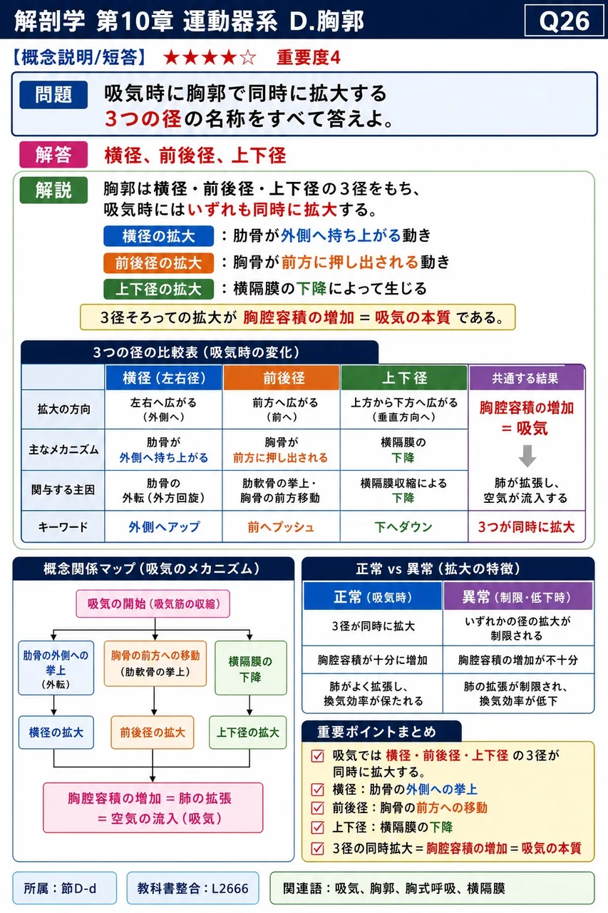 吸気時に胸郭で同時に拡大する3つの径の名称をすべて答えよ。 解説図