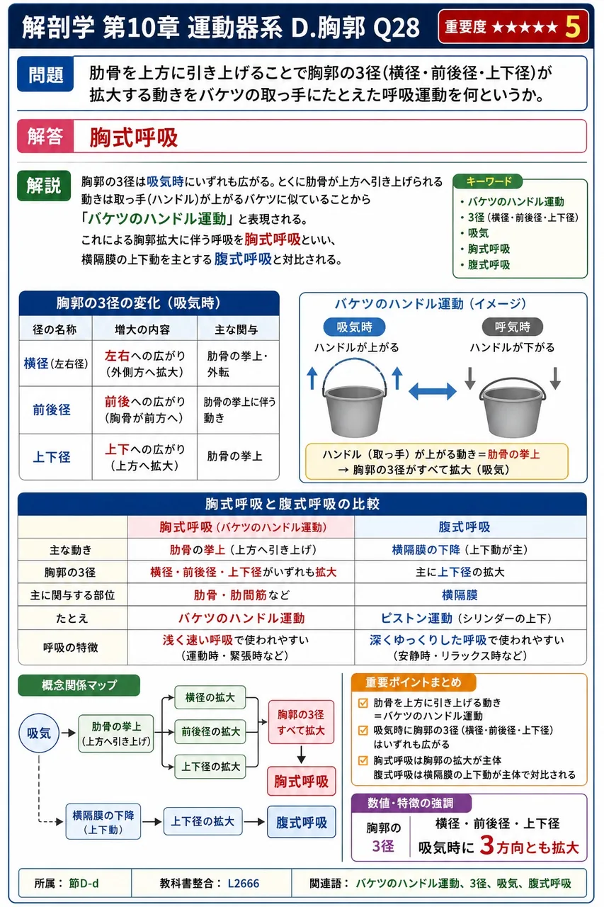 肋骨を上方に引き上げることで胸郭の3径(横径・前後径・上下径)が拡大する動きをバケツの取っ手にたとえた呼吸運動を何というか。 解説図