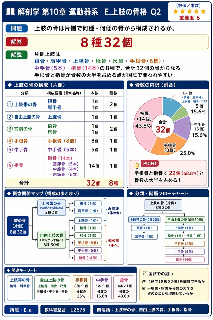 上肢の骨は片側で何種・何個の骨から構成されるか。 解説図