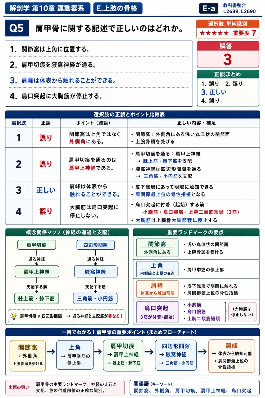 肩甲骨に関する記述で正しいのはどれか。 解説図