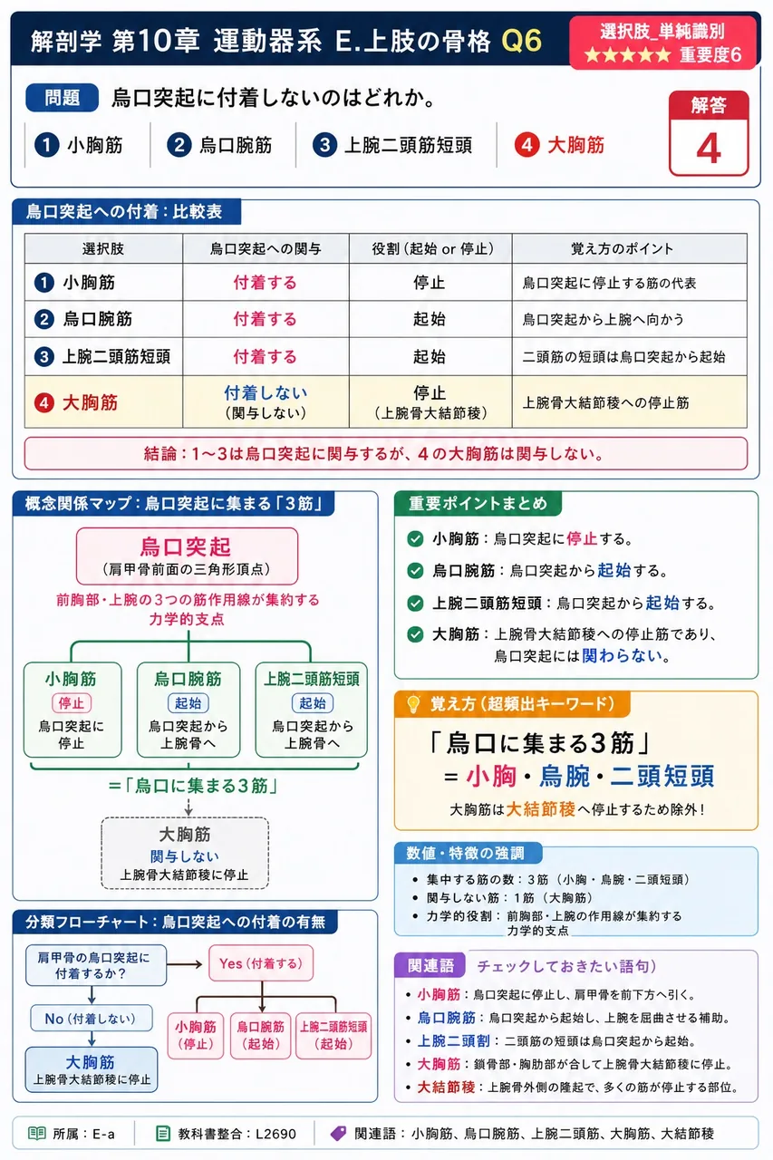 烏口突起に付着しないのはどれか。 解説図