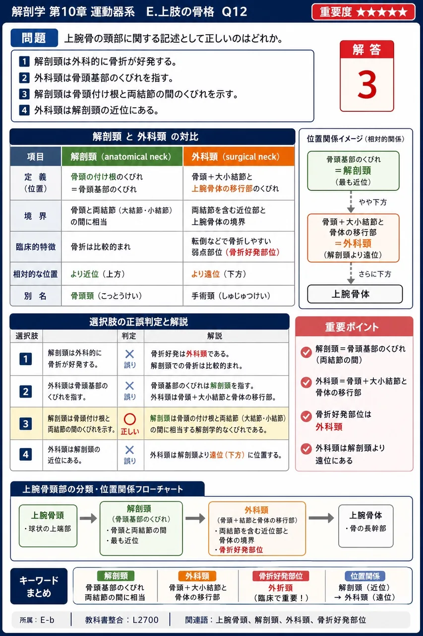 橈骨と尺骨の両方に存在するのはどれか。 解説図