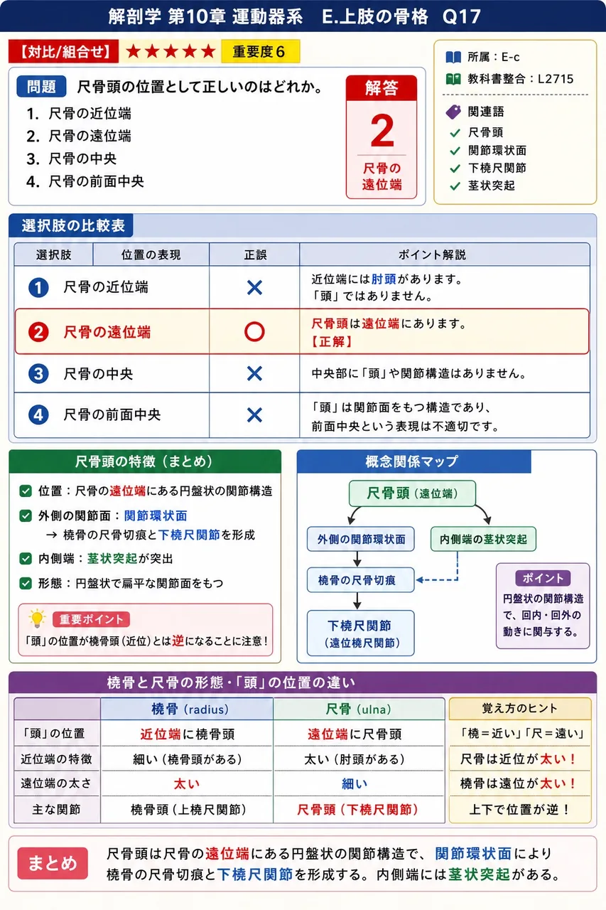 尺骨頭の位置として正しいのはどれか。 解説図