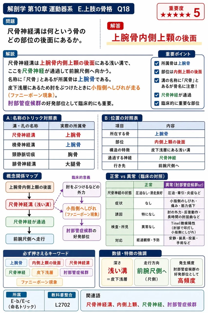 尺骨神経溝は何という骨のどの部位の後面にあるか。 解説図