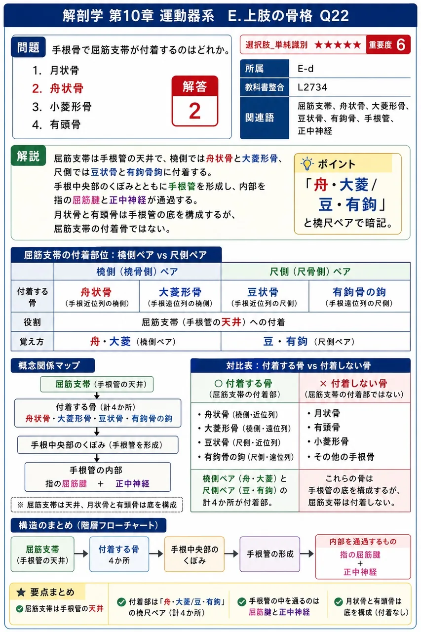 手根骨で屈筋支帯が付着するのはどれか。 解説図