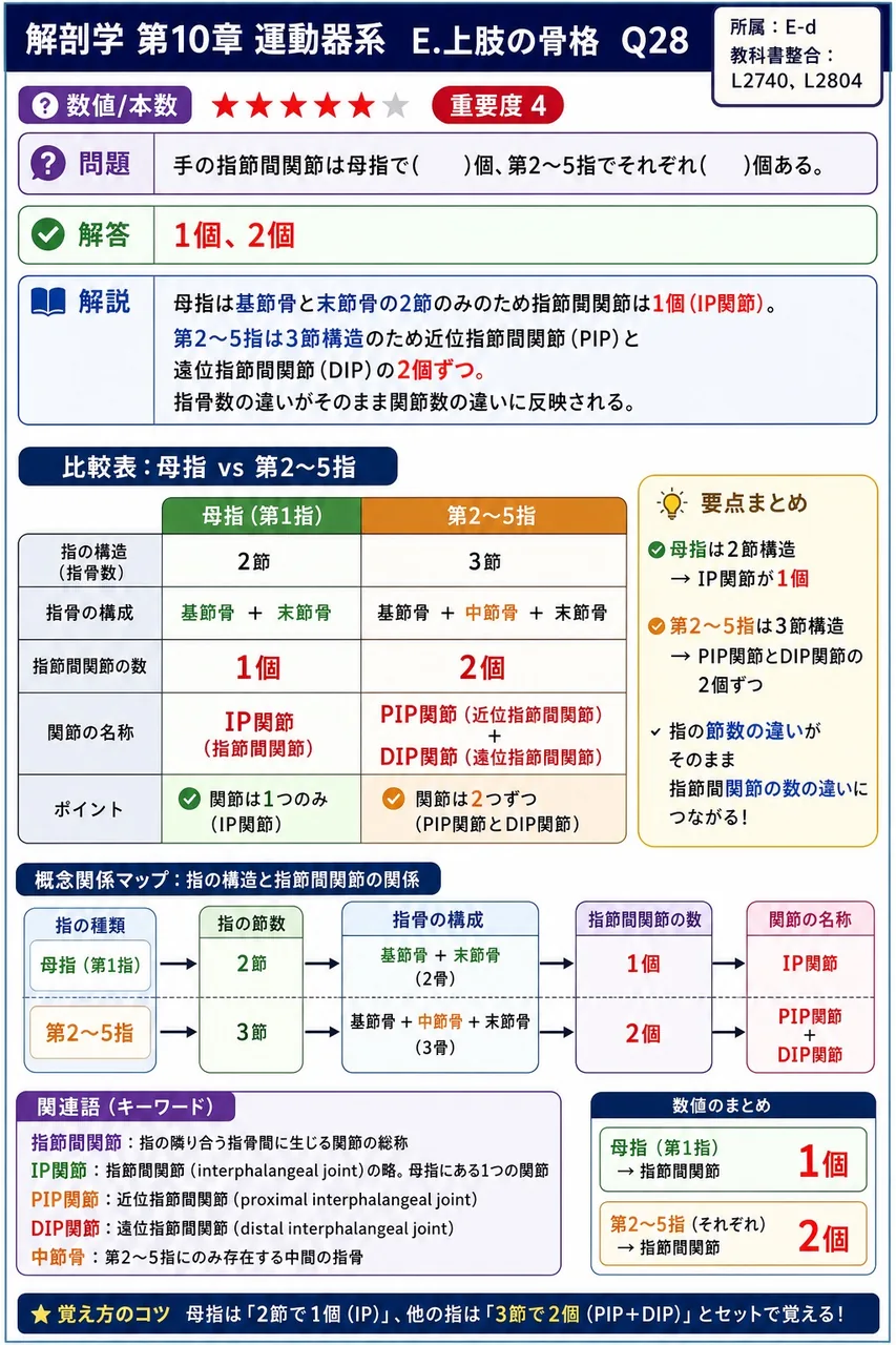 手の指節間関節は母指で( )個、第2〜5指でそれぞれ( )個ある。 解説図