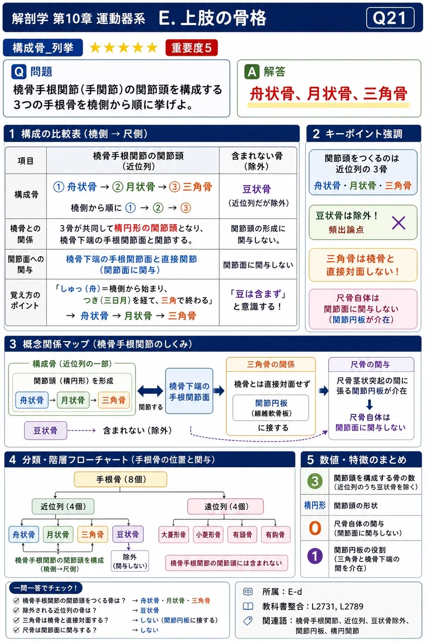 体幹と上肢を結ぶ唯一の関節はどれか。 解説図