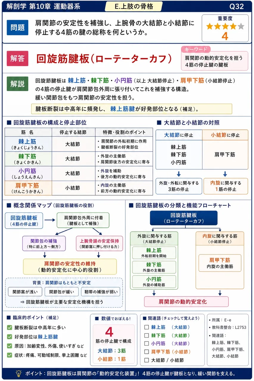 肩関節の安定性を補強し、上腕骨の大結節と小結節に停止する4筋の腱の総称を何というか。 解説図