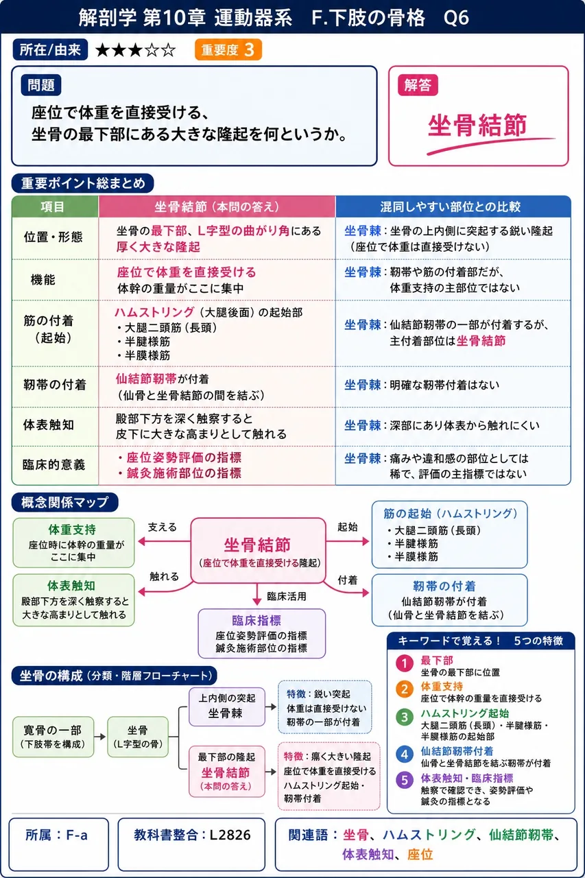 座位で体重を直接受ける、坐骨の最下部にある大きな隆起を何というか。 解説図