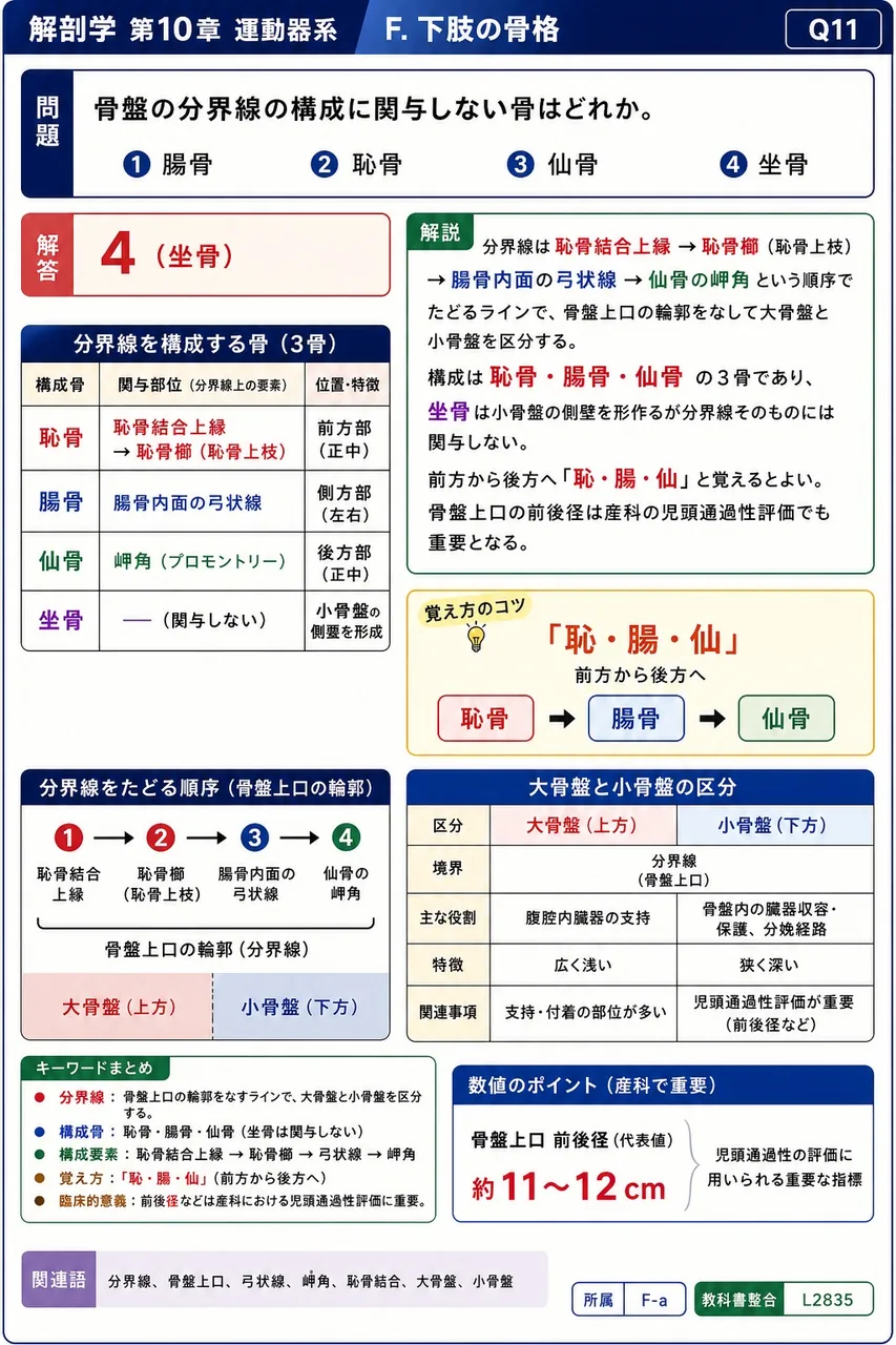 骨盤の分界線の構成に関与しない骨はどれか。 解説図