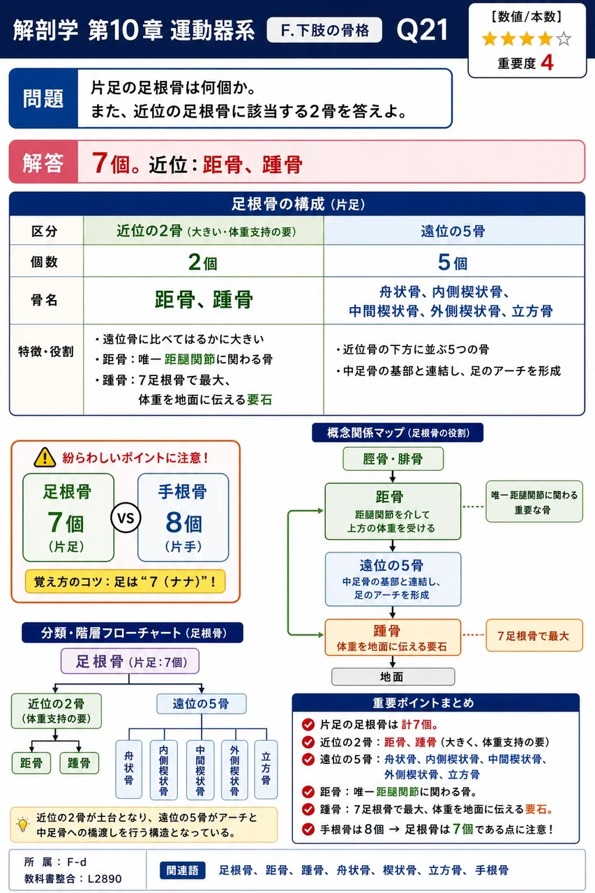 片足の足根骨は何個か。また、近位の足根骨に該当する2骨を答えよ。 解説図
