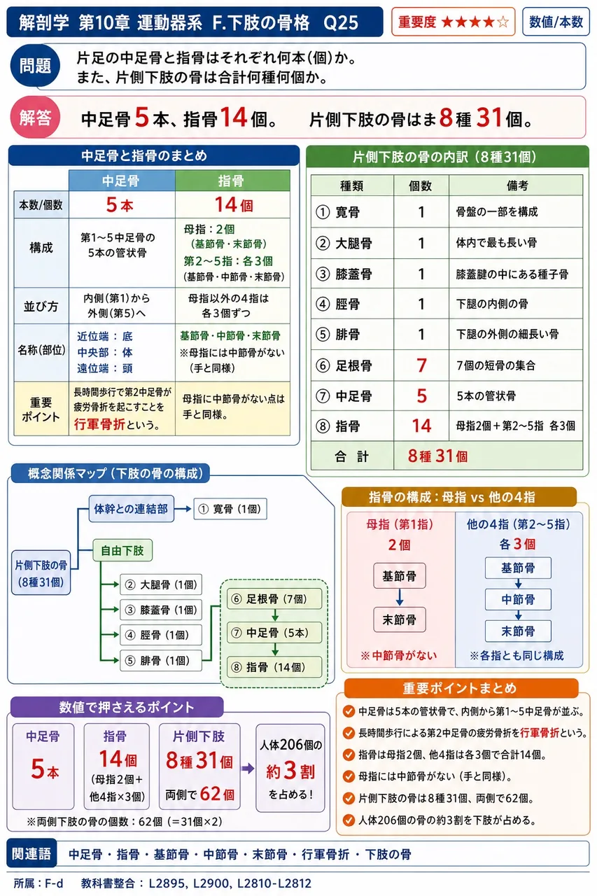 片足の中足骨と指骨はそれぞれ何本(個)か。また、片側下肢の骨は合計何種何個か。 解説図