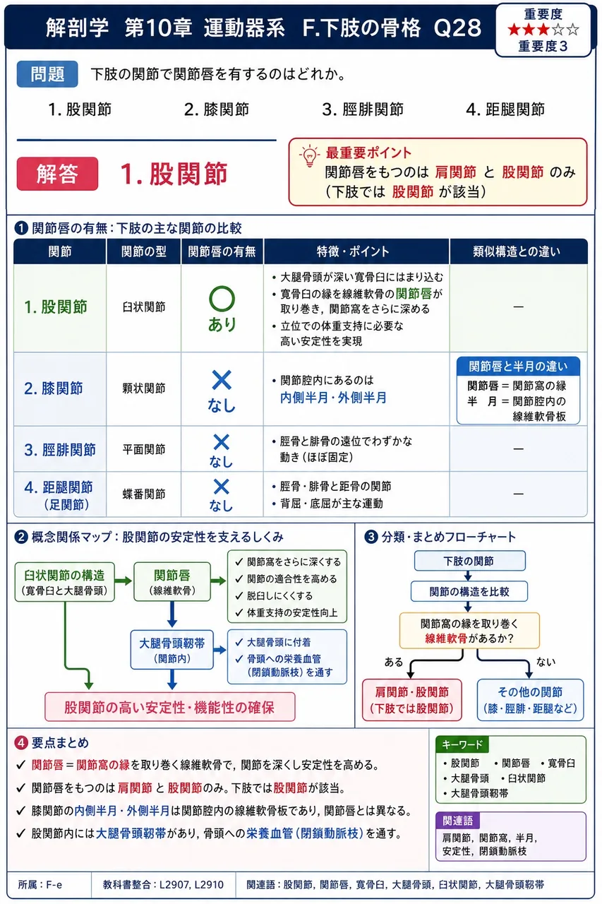 下肢の関節で関節唇を有するのはどれか。 解説図