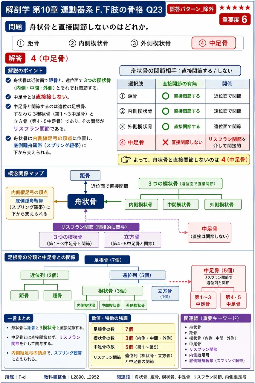 膝蓋骨が関節面で接する骨はどれか。 解説図