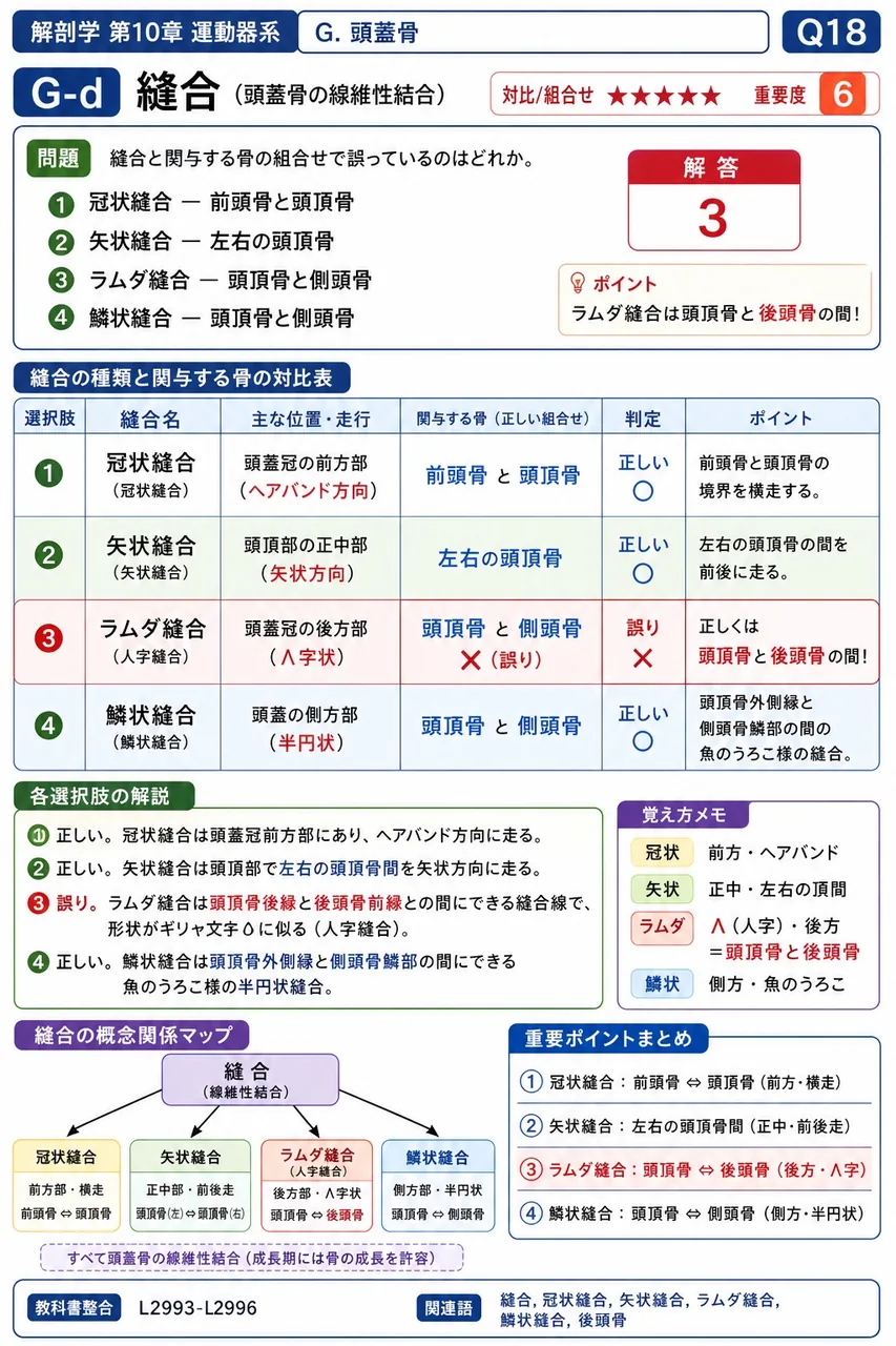 縫合と関与する骨の組合せで誤っているのはどれか。 解説図