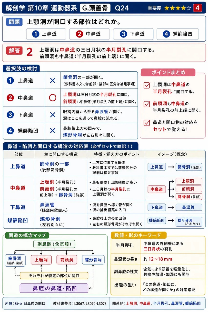 上顎洞が開口する部位はどれか。 解説図